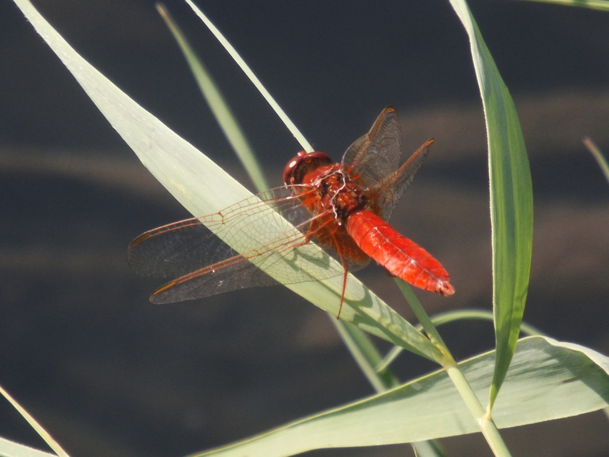 Crocothemis erythraea - skarlát szitakötő