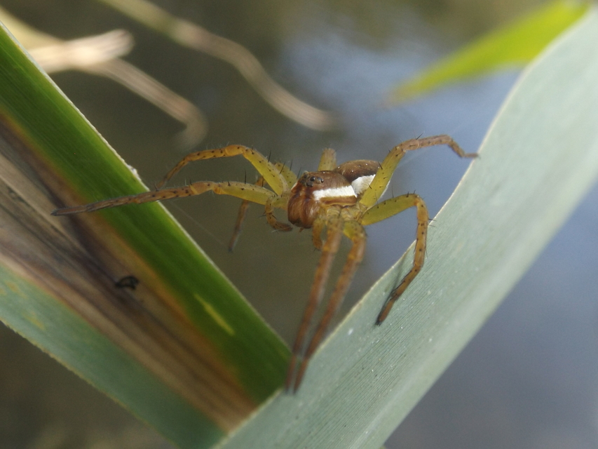 Dolomedes fimbriatus - szegélyes vidrapók