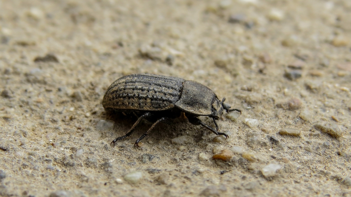 Opatrum sabulosum - sároshátú gyászbogár