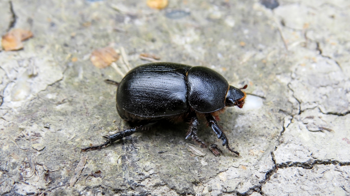 Pentodon idiota - butabogár