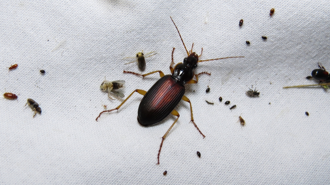 Dolichus halensis - hantfutó