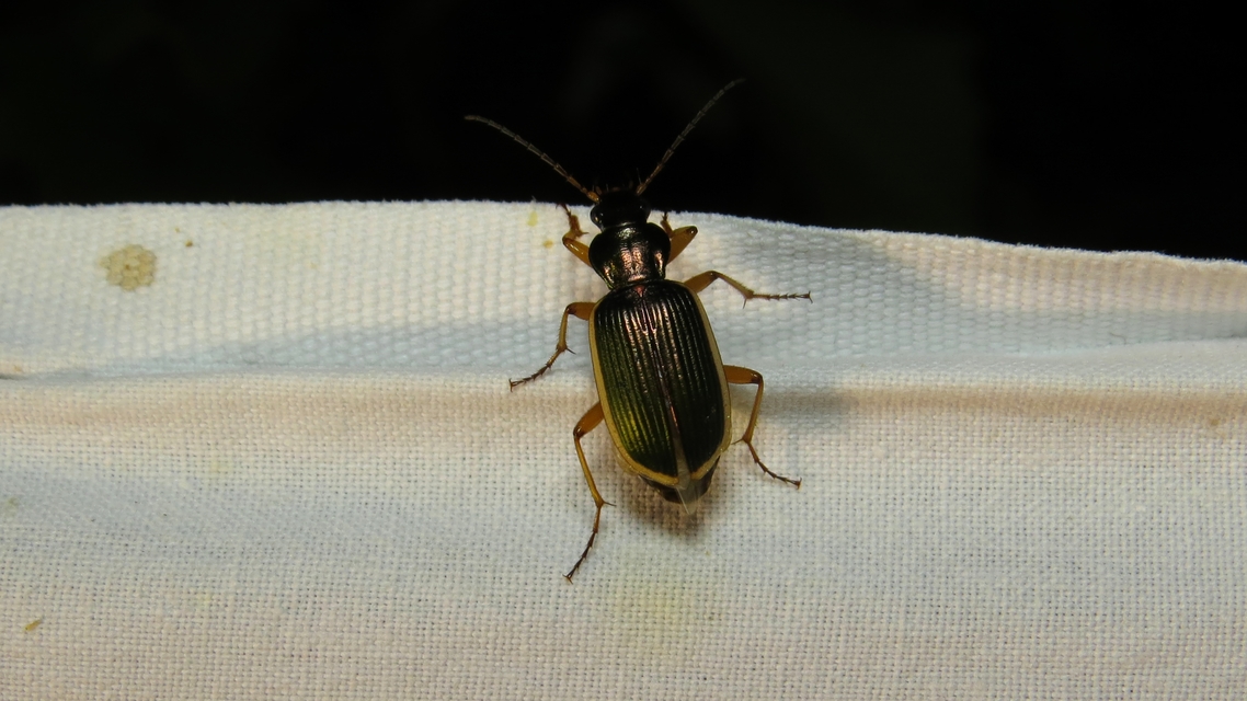 Chlaenius spoliatus - csupasz bűzfutó