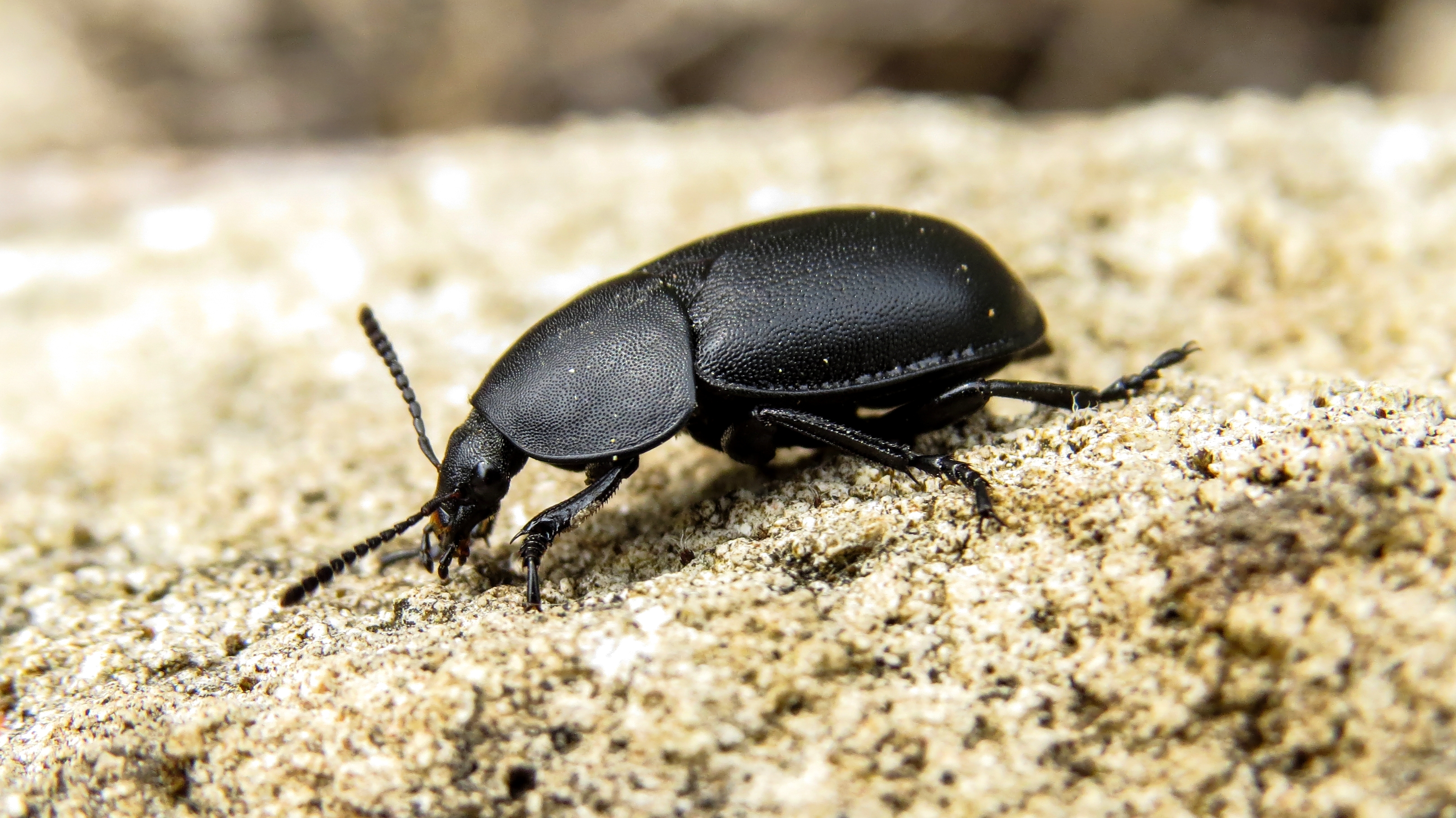 Ablattaria laevigata - sima csigarabló