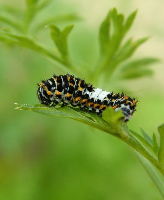 Papilio machaon - fecskefarkú lepke