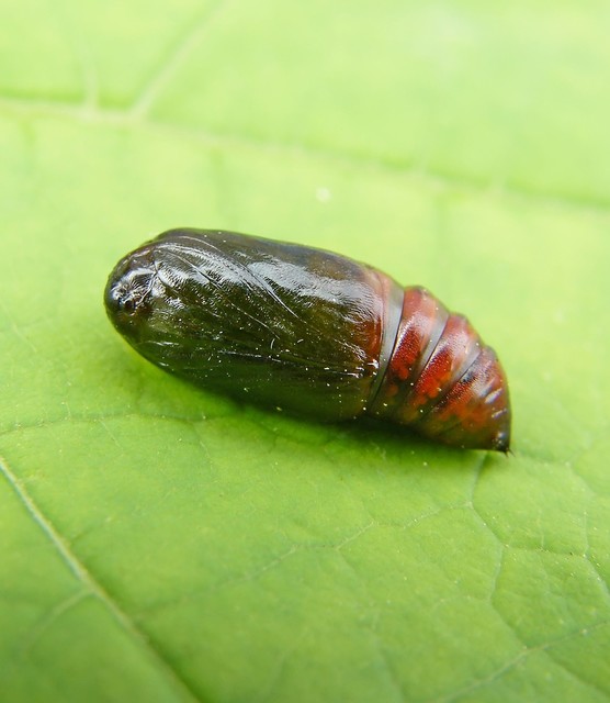 Eucarta virgo - mocsári ametisztbagoly