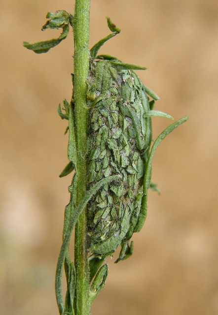 Calophasia lunula - gyújtoványfű-apróbagoly