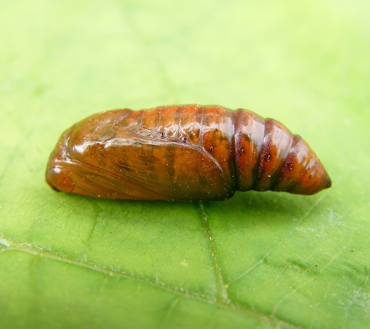 Hadula trifolii - lóherebagoly