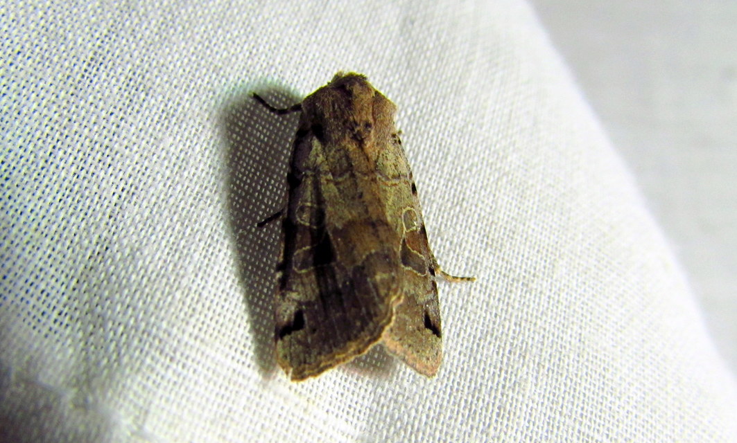 Anchoscelis litura - tarka őszibagoly
