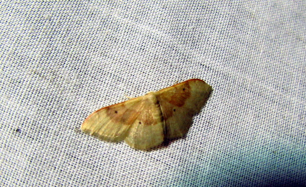Idaea degeneraria - barnasávos araszoló