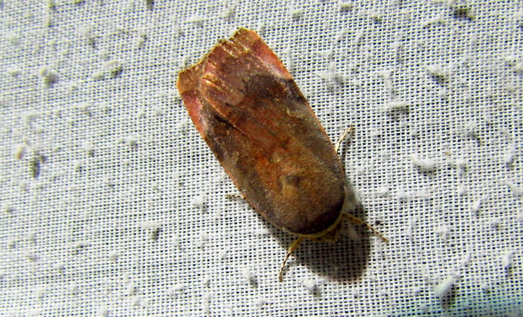 Noctua janthe/janthina