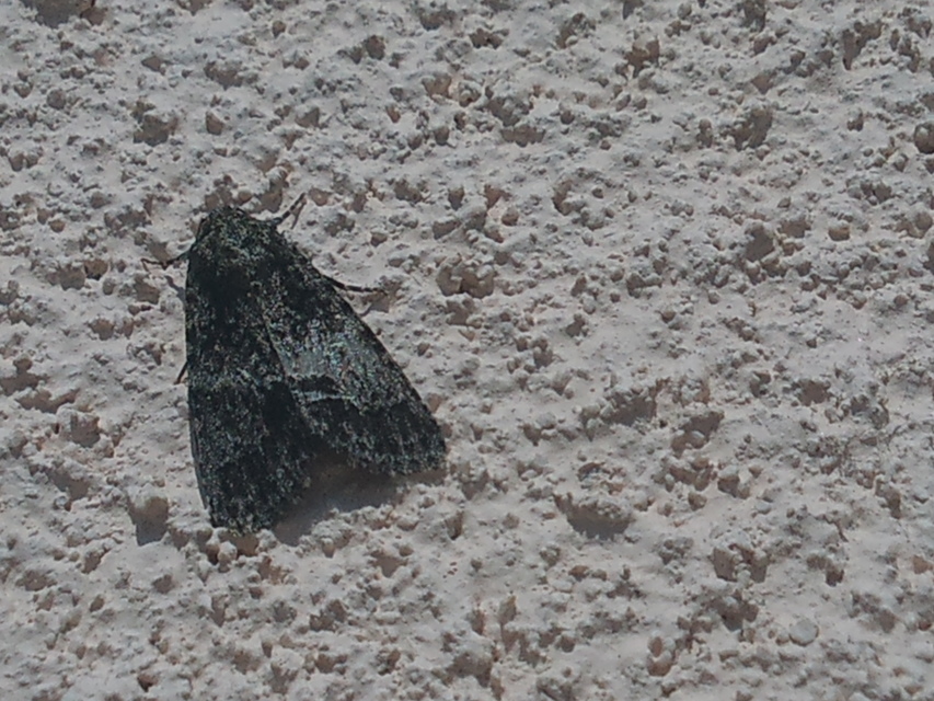 Acronicta auricoma - aranyos szigonyosbagoly