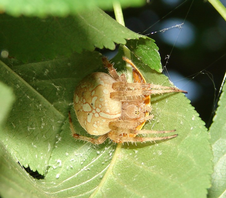 Araneus diadematus - koronás keresztespók