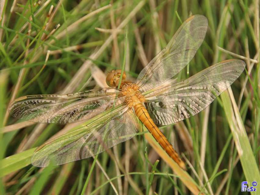 Orthetrum coerulescens - karcsú pásztorszitakötő