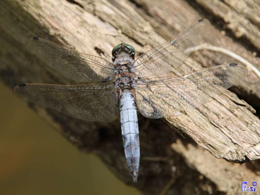 Orthetrum cancellatum - feketefarkú pásztorszitakötő