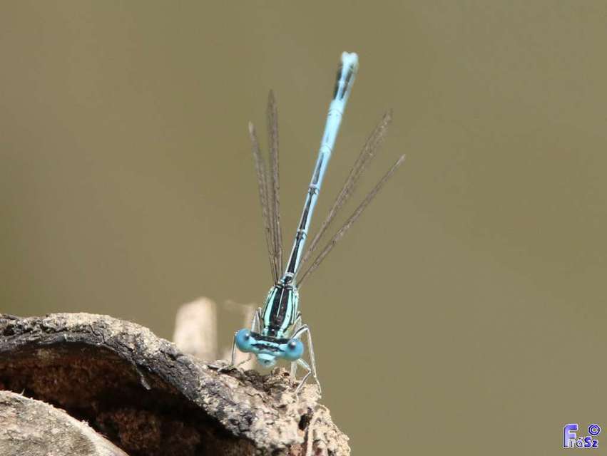 Platycnemis pennipes - széleslábú szitakötő