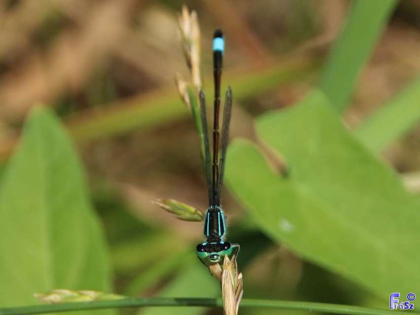 Ischnura elegans pontica - kéköves légivadász