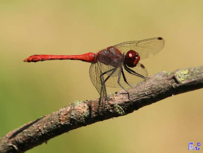 Sympetrum sanguineum - vörös katona-szitakötő