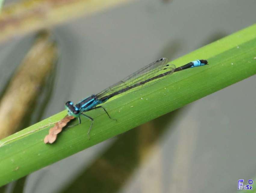 Ischnura elegans pontica - kéköves légivadász