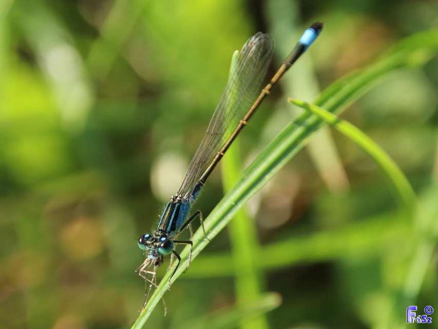 Ischnura elegans pontica - kéköves légivadász