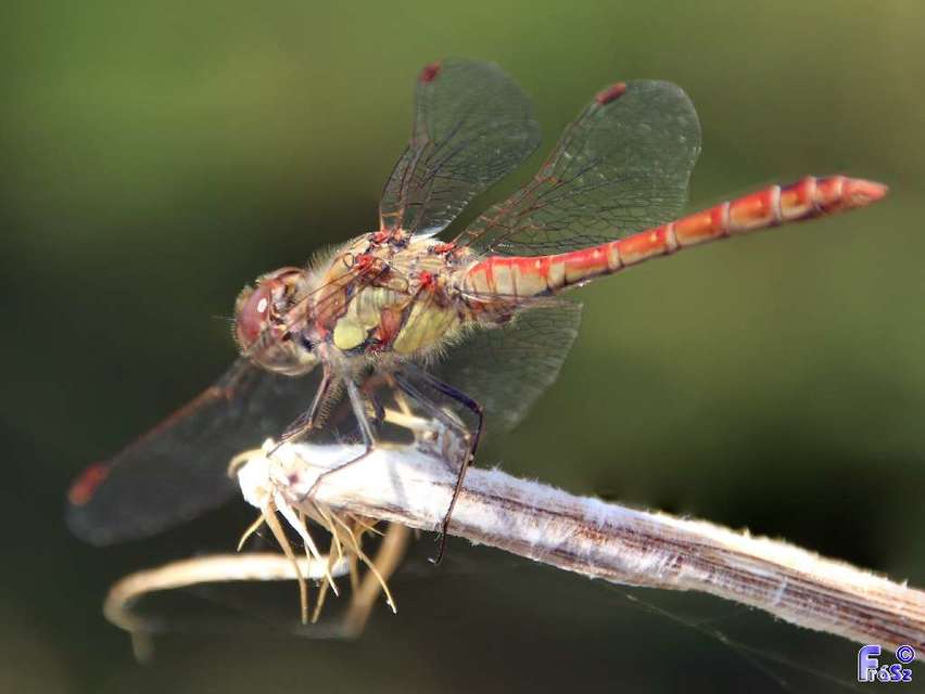 Sympetrum striolatum - harántsávos katona-szitakötő