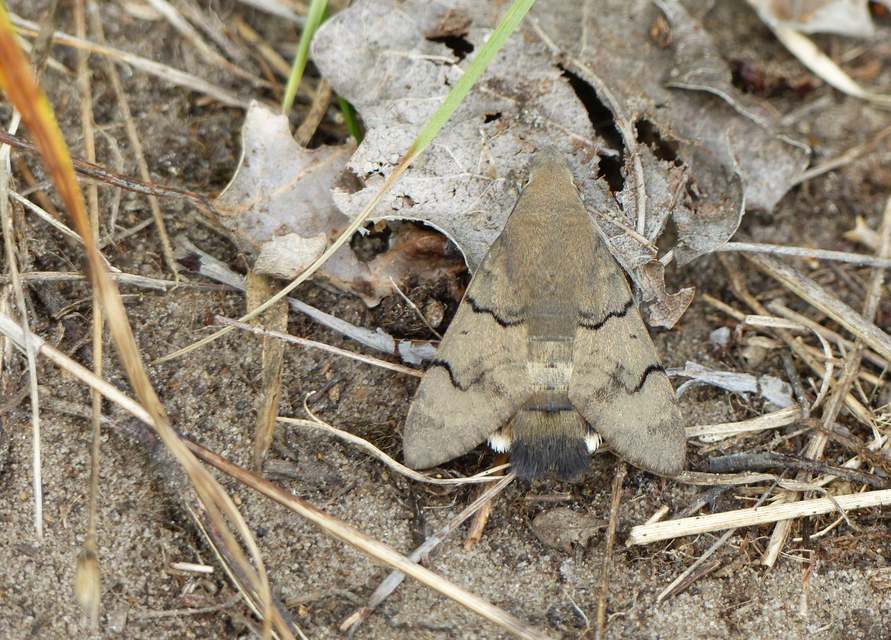 Macroglossum stellatarum - kacsafarkú szender