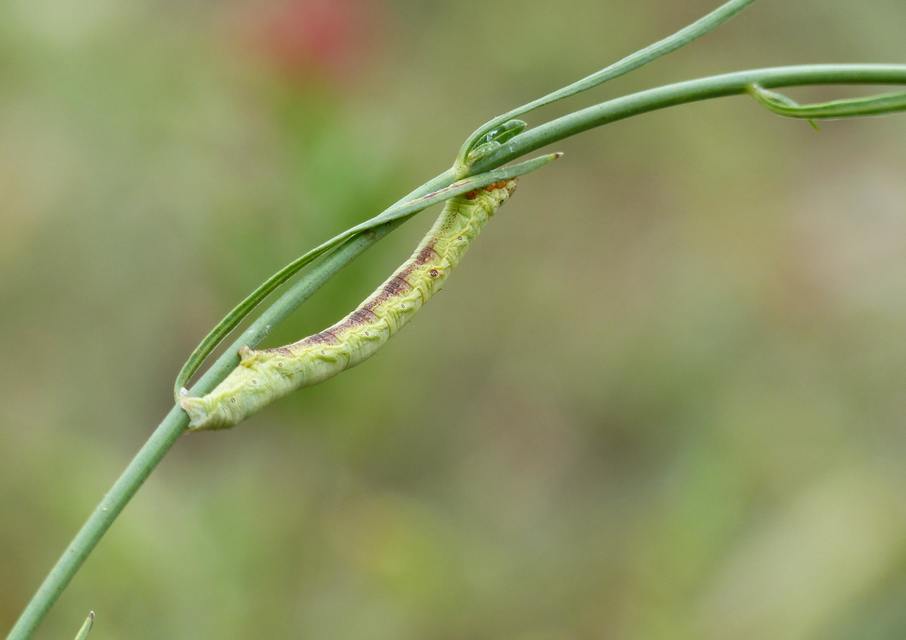 Ascotis selenaria - holdas faaraszoló