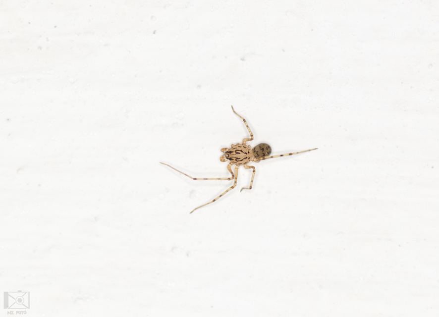 Scytodes thoracica - közönséges csupaszpók