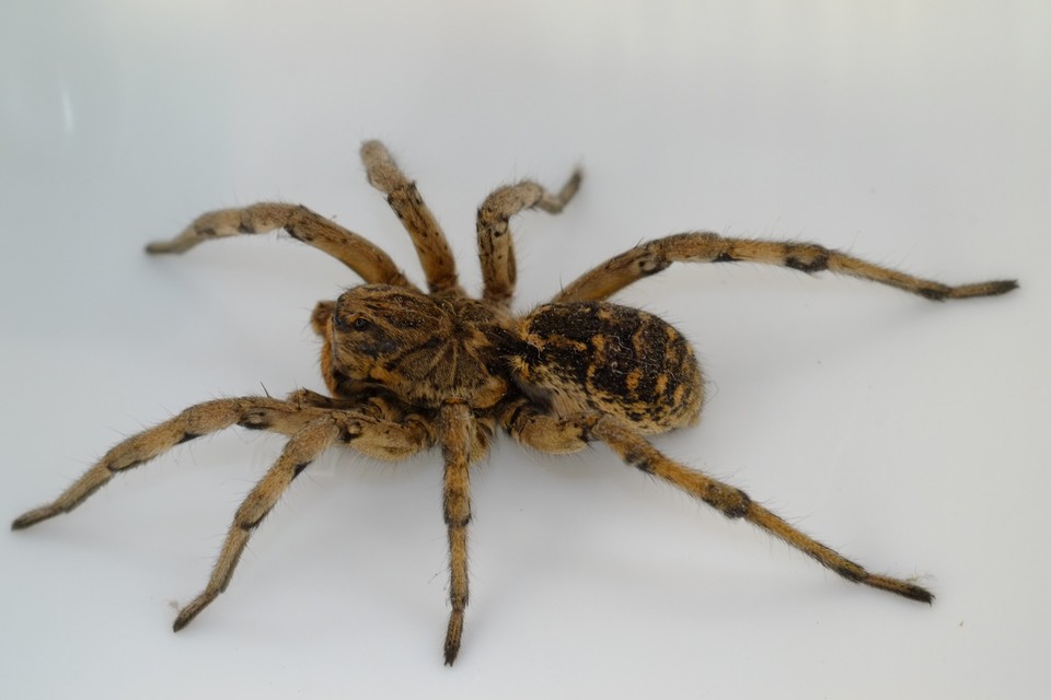 Geolycosa vultuosa - pokoli cselőpók