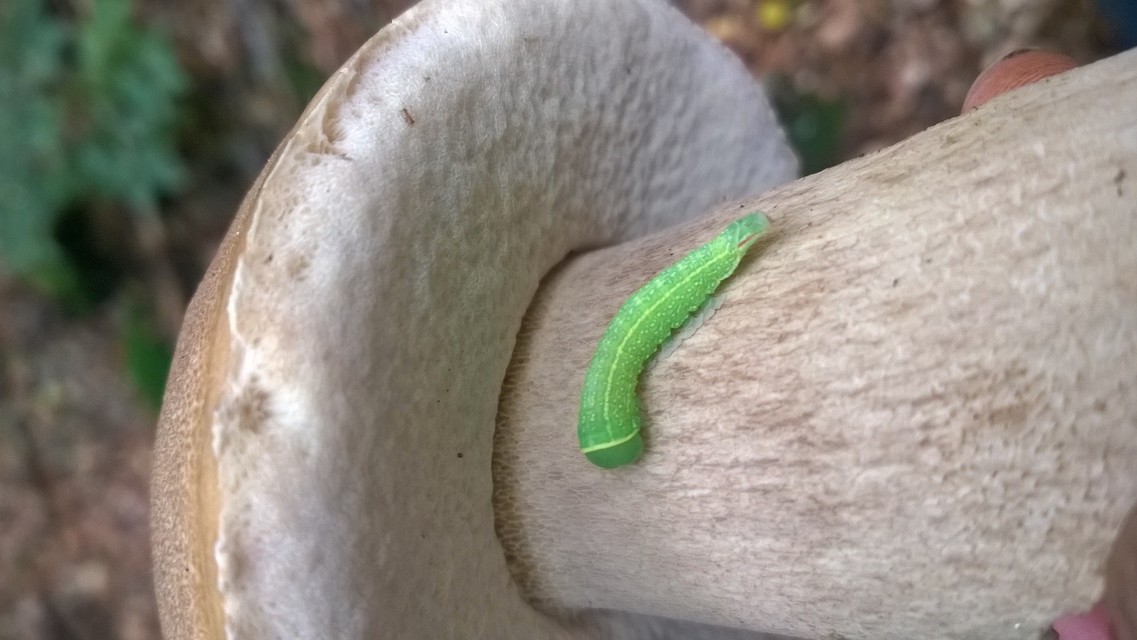 Pseudoips prasinana - bükkfa-zöldbagoly