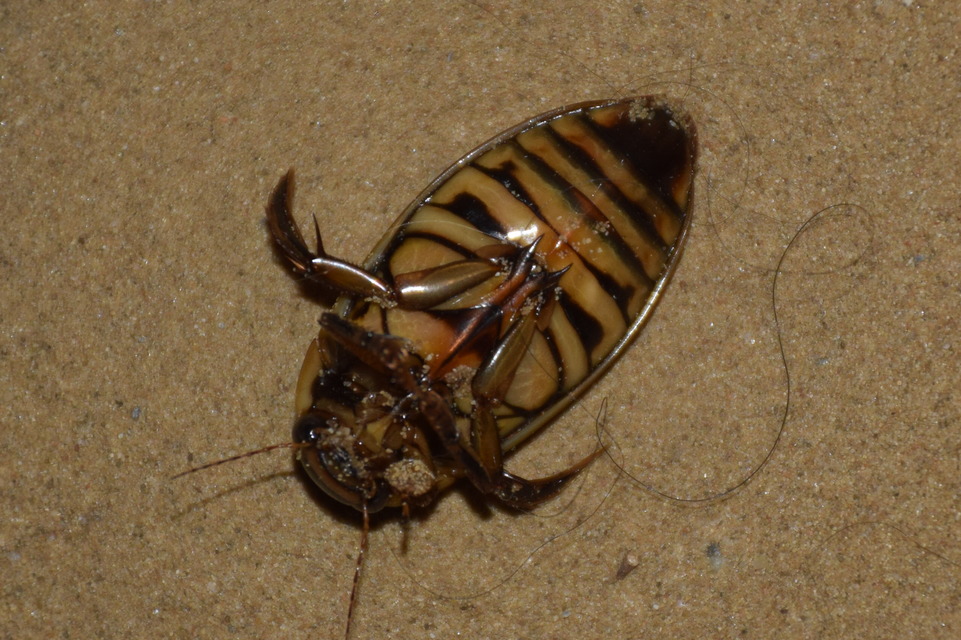 Dytiscus circumflexus - foltoshasú csíkbogár
