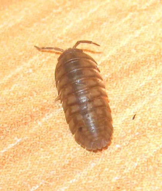 Armadillidium nasatum - üvegházi gömbászka