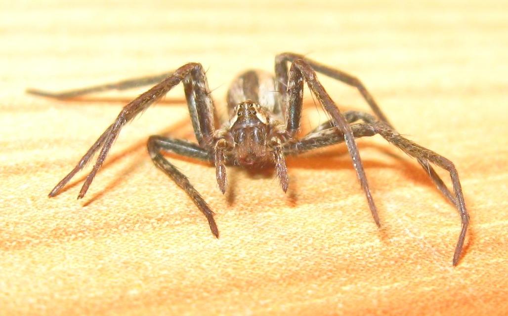 Pisaura mirabilis - csodáspók