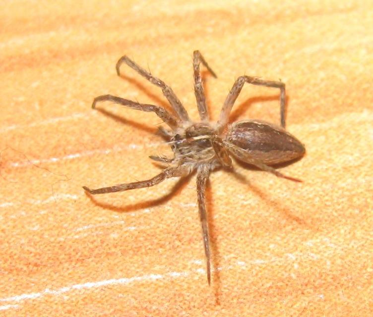 Pisaura mirabilis - csodáspók