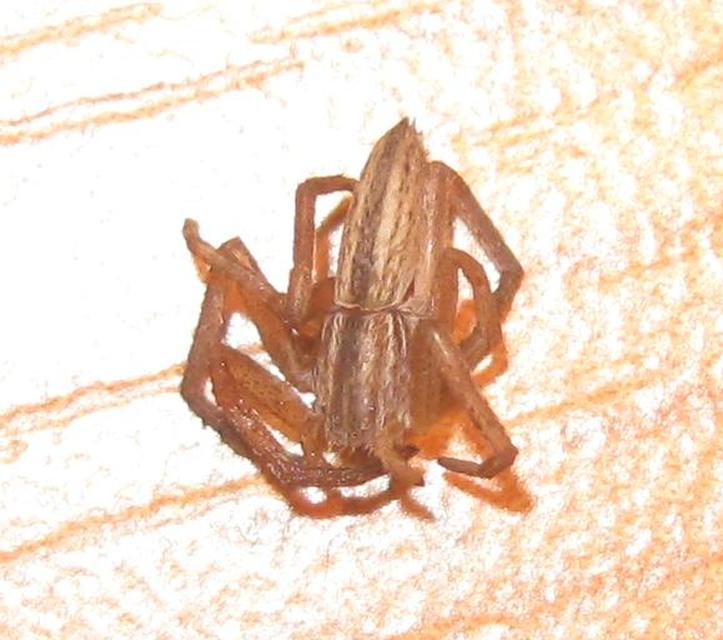 Tibellus