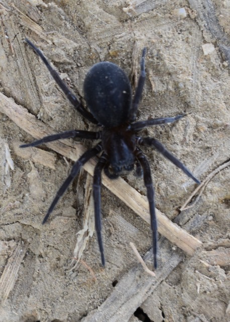 Amaurobius ferox - nagy eretnekpók