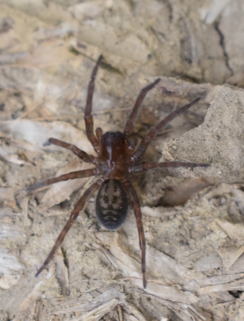 Amaurobius ferox - nagy eretnekpók