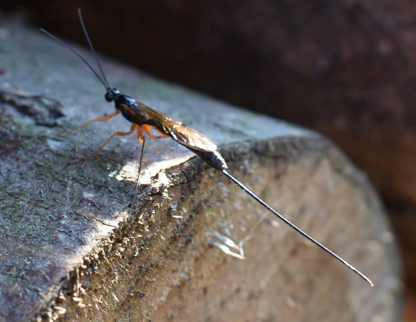 Dolichomitus