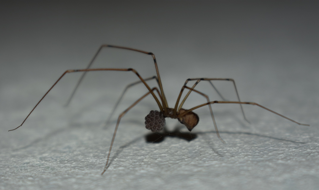 Pholcidae - álkaszáspókok