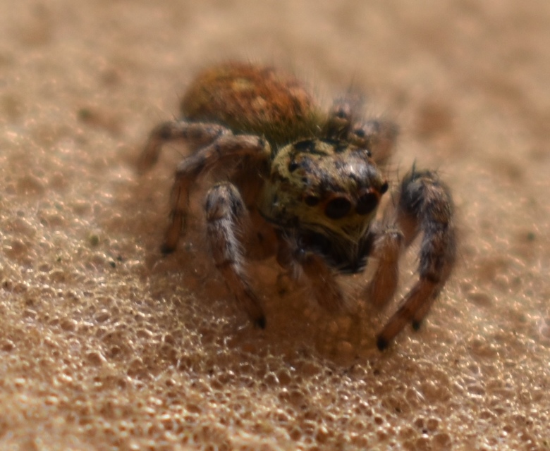 Carrhotus xanthogramma - rozsdás ugrópók
