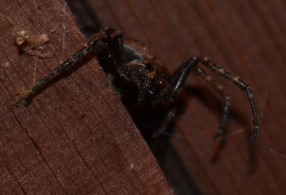 Nuctenea umbratica - közönséges rés-keresztespók