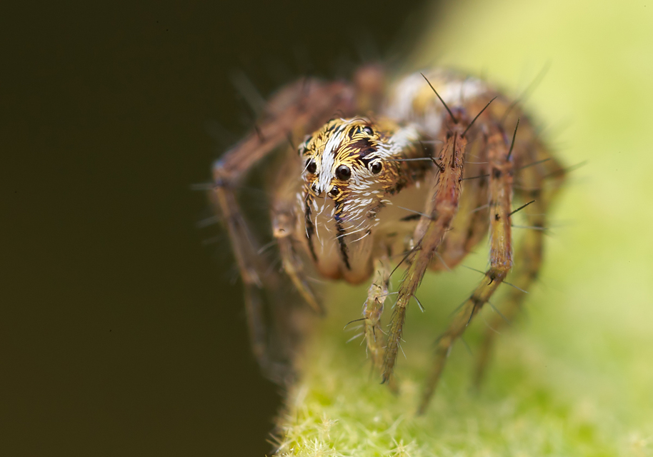 Oxyopes lineatus