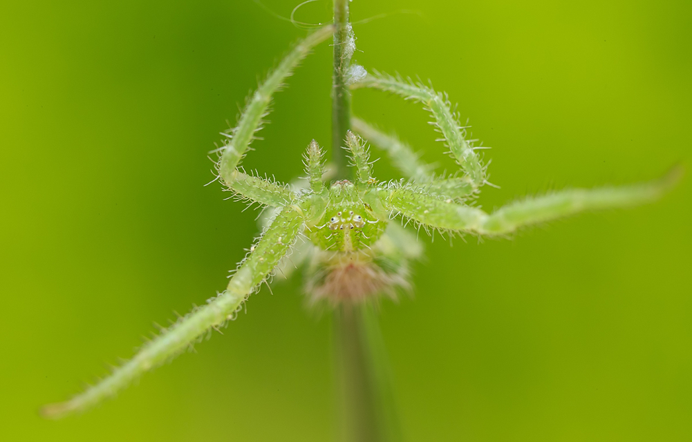 Heriaeus