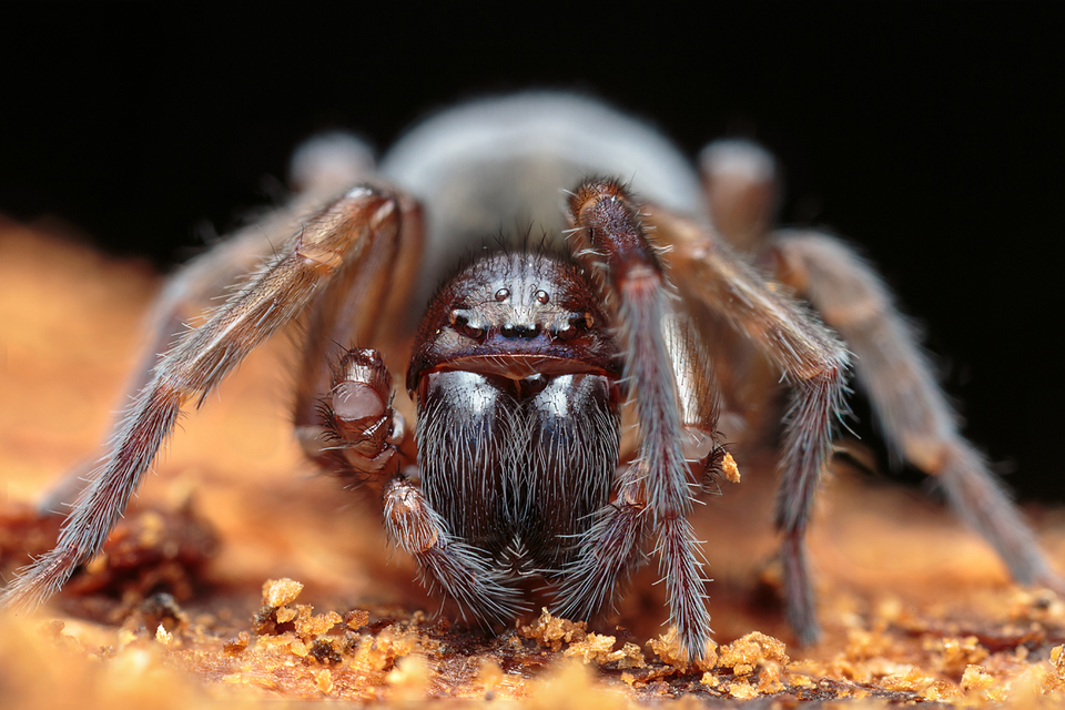 Amaurobius ferox - nagy eretnekpók