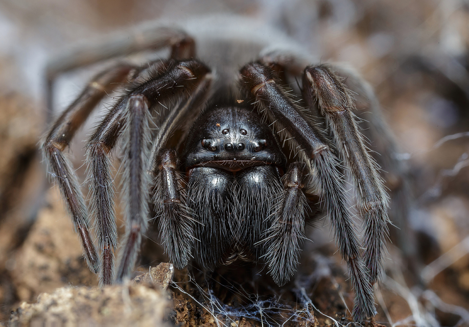 Amaurobius ferox - nagy eretnekpók