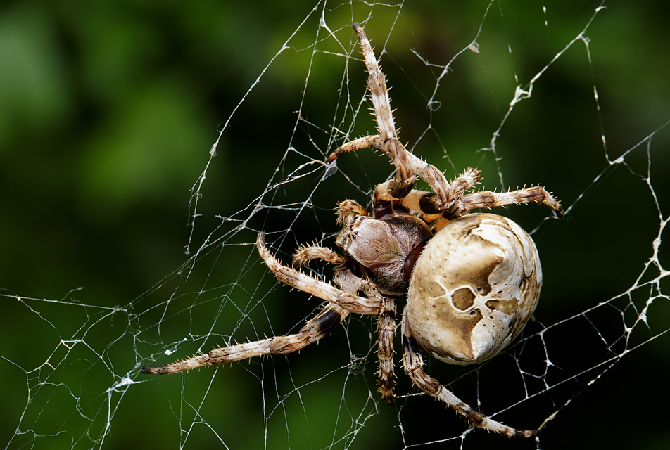 Araneus grossus - óriás keresztespók