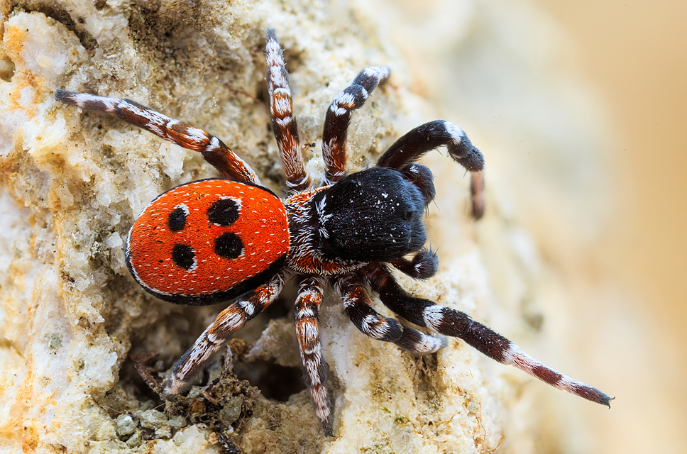 Eresus Eresus