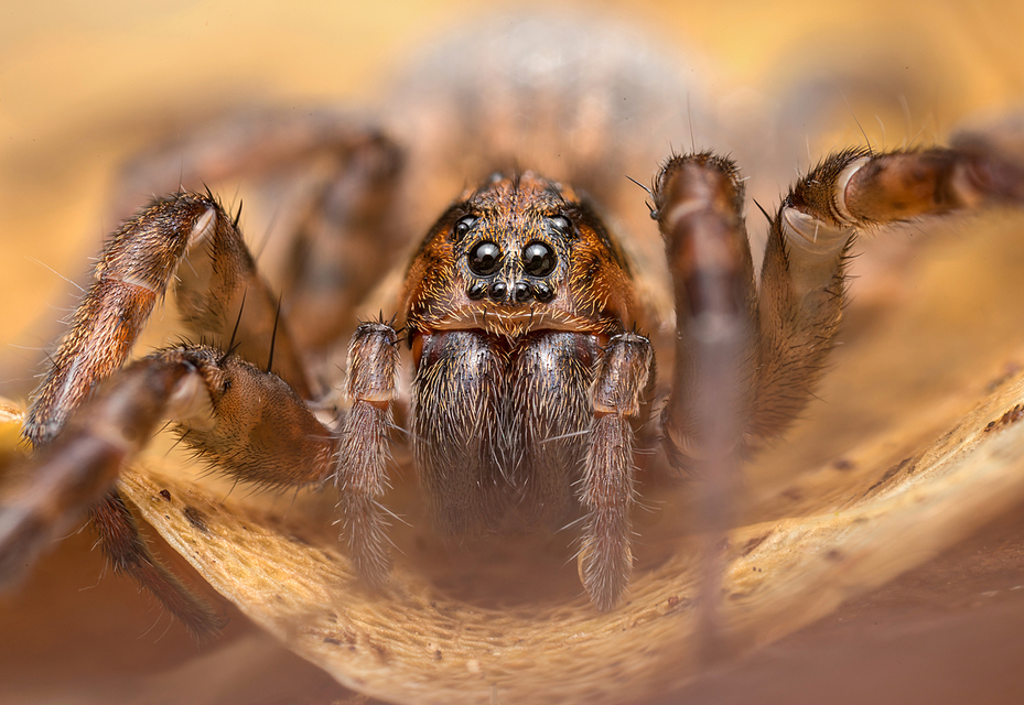 Trochosa