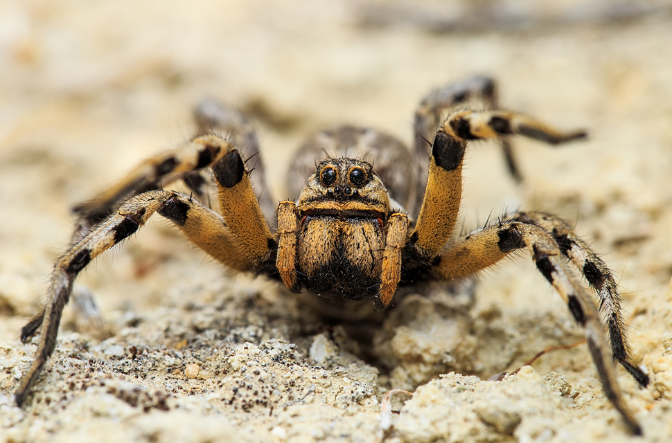 Lycosa