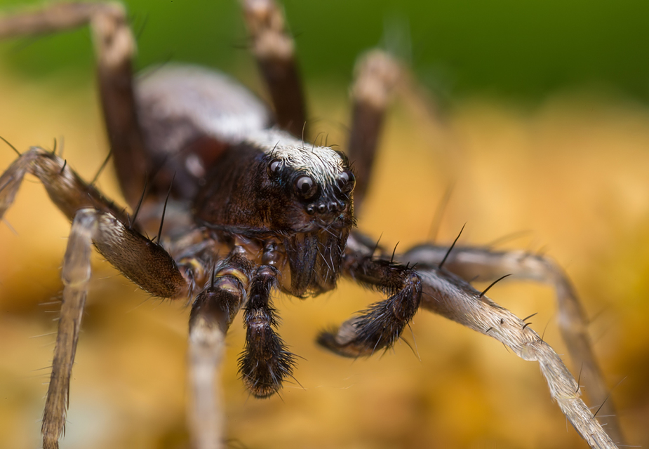Pardosa alacris - sárgafoltos gyászfarkaspók