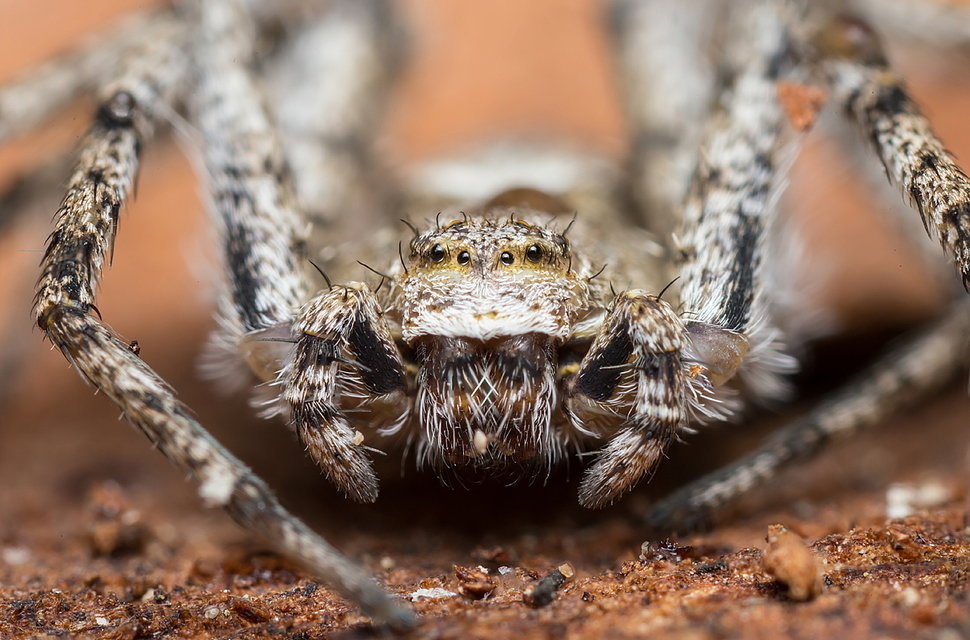 Philodromus margaritatus - bükkfa-fürgekarolópók